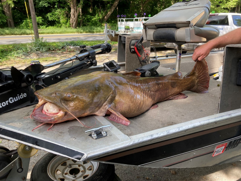 NEW STATE RECORD FLATHEAD CATFISH RECORDED • Air Gun Maniac